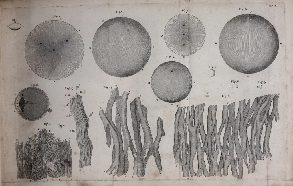 An illustration from The select works ... containing his microscopical discoveries ... / Translated from the Dutch and Latin editions ... by S. Hoole., 1798, leaf 295