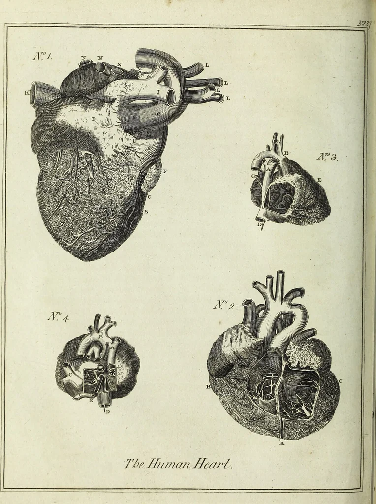 An illustration from English physician; and complete herbal. To which are now first added, upwards of one hundred additional herbs, with a display of their medicinal and occult properties, physically applied to the cure of all disorders incident to mankind ... forming a complete family dispensatory. Illustrated with notes and observations, critical and explanatory / ... By E. Sibly., 1794, leaf 134