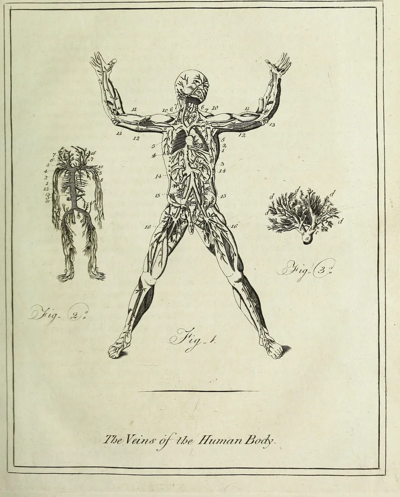 An illustration from English physician; and complete herbal. To which are now first added, upwards of one hundred additional herbs, with a display of their medicinal and occult properties, physically applied to the cure of all disorders incident to mankind ... forming a complete family dispensatory. Illustrated with notes and observations, critical and explanatory / ... By E. Sibly., 1794, leaf 47