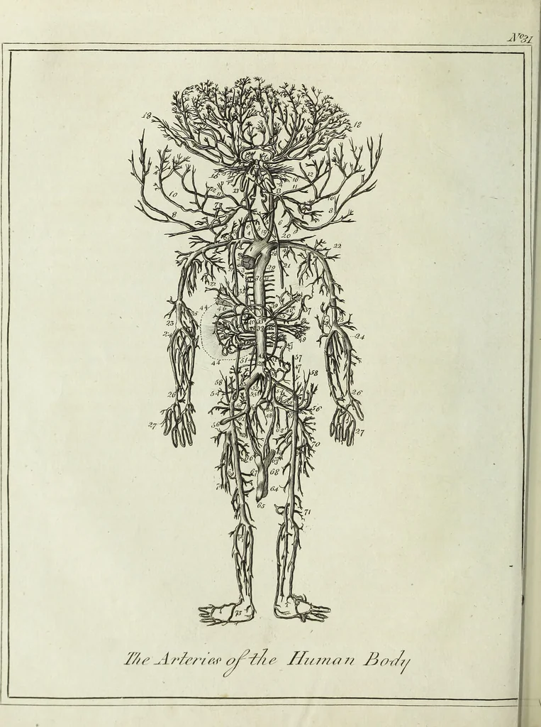 An illustration from English physician; and complete herbal. To which are now first added, upwards of one hundred additional herbs, with a display of their medicinal and occult properties, physically applied to the cure of all disorders incident to mankind ... forming a complete family dispensatory. Illustrated with notes and observations, critical and explanatory / ... By E. Sibly., 1794, leaf 58
