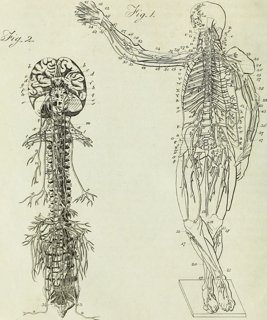 An illustration from English physician; and complete herbal. To which are now first added, upwards of one hundred additional herbs, with a display of their medicinal and occult properties, physically applied to the cure of all disorders incident to mankind ... forming a complete family dispensatory. Illustrated with notes and observations, critical and explanatory / ... By E. Sibly., 1794, leaf 64