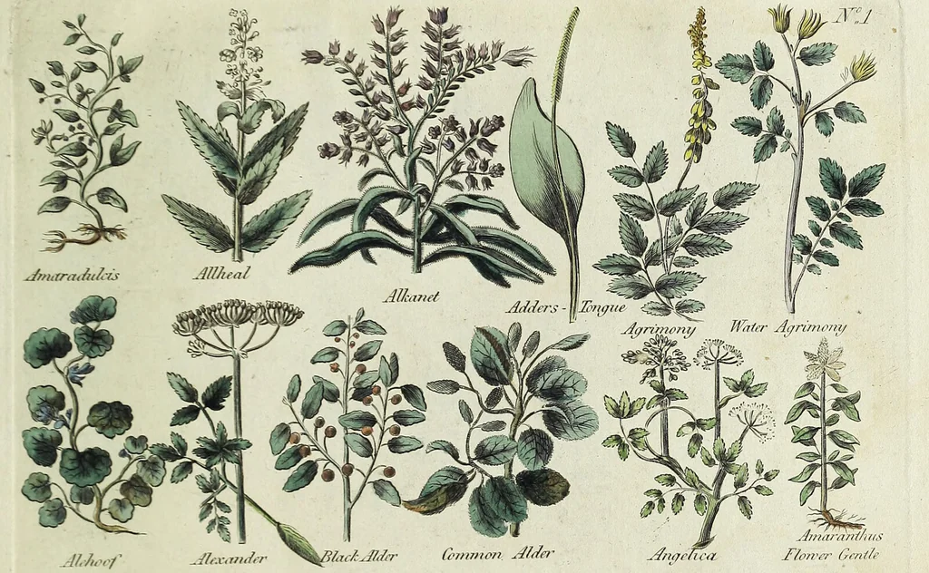 An illustration from English physician; and complete herbal. To which are now first added, upwards of one hundred additional herbs, with a display of their medicinal and occult properties, physically applied to the cure of all disorders incident to mankind ... forming a complete family dispensatory. Illustrated with notes and observations, critical and explanatory / ... By E. Sibly., 1794, leaf 687