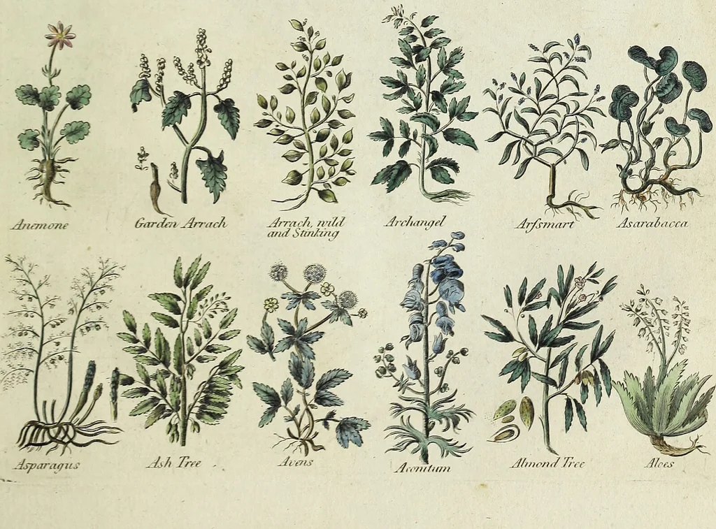 An illustration from English physician; and complete herbal. To which are now first added, upwards of one hundred additional herbs, with a display of their medicinal and occult properties, physically applied to the cure of all disorders incident to mankind ... forming a complete family dispensatory. Illustrated with notes and observations, critical and explanatory / ... By E. Sibly., 1794, leaf 687