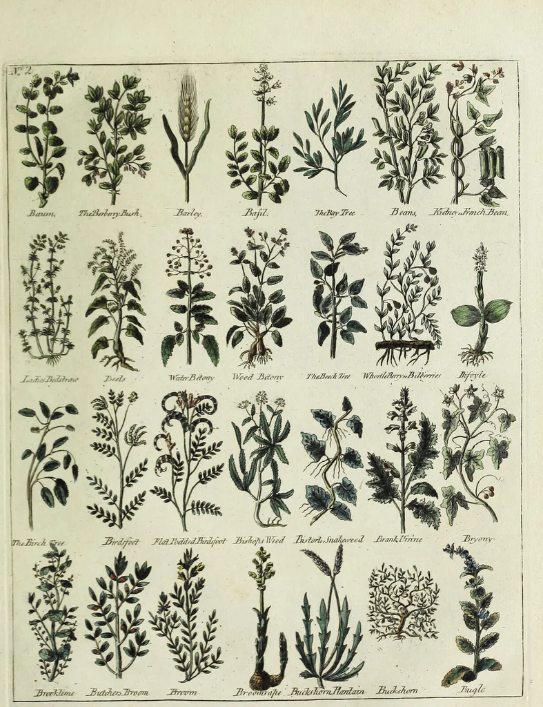 An illustration from English physician; and complete herbal. To which are now first added, upwards of one hundred additional herbs, with a display of their medicinal and occult properties, physically applied to the cure of all disorders incident to mankind ... forming a complete family dispensatory. Illustrated with notes and observations, critical and explanatory / ... By E. Sibly., 1794, leaf 689