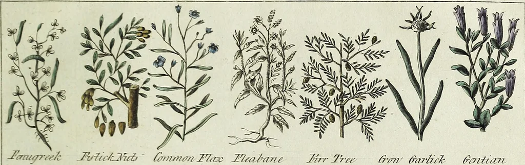 An illustration from English physician; and complete herbal. To which are now first added, upwards of one hundred additional herbs, with a display of their medicinal and occult properties, physically applied to the cure of all disorders incident to mankind ... forming a complete family dispensatory. Illustrated with notes and observations, critical and explanatory / ... By E. Sibly., 1794, leaf 691
