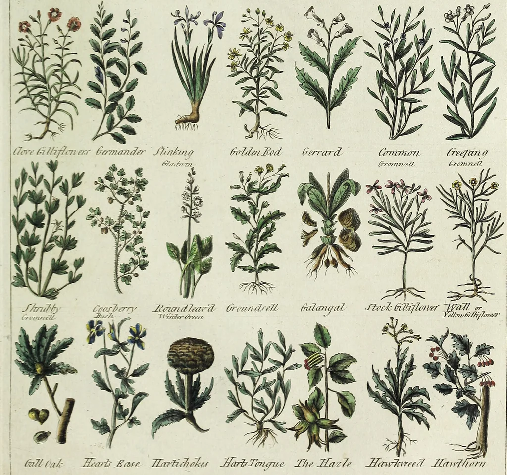 An illustration from English physician; and complete herbal. To which are now first added, upwards of one hundred additional herbs, with a display of their medicinal and occult properties, physically applied to the cure of all disorders incident to mankind ... forming a complete family dispensatory. Illustrated with notes and observations, critical and explanatory / ... By E. Sibly., 1794, leaf 691
