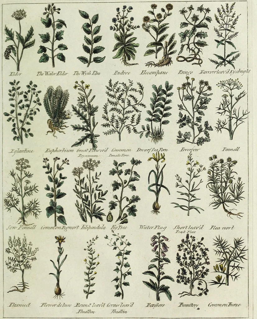 An illustration from English physician; and complete herbal. To which are now first added, upwards of one hundred additional herbs, with a display of their medicinal and occult properties, physically applied to the cure of all disorders incident to mankind ... forming a complete family dispensatory. Illustrated with notes and observations, critical and explanatory / ... By E. Sibly., 1794, leaf 693