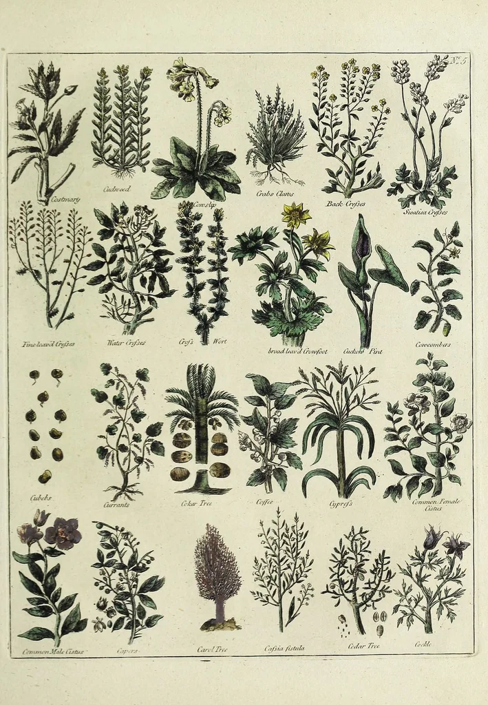 An illustration from English physician; and complete herbal. To which are now first added, upwards of one hundred additional herbs, with a display of their medicinal and occult properties, physically applied to the cure of all disorders incident to mankind ... forming a complete family dispensatory. Illustrated with notes and observations, critical and explanatory / ... By E. Sibly., 1794, leaf 695