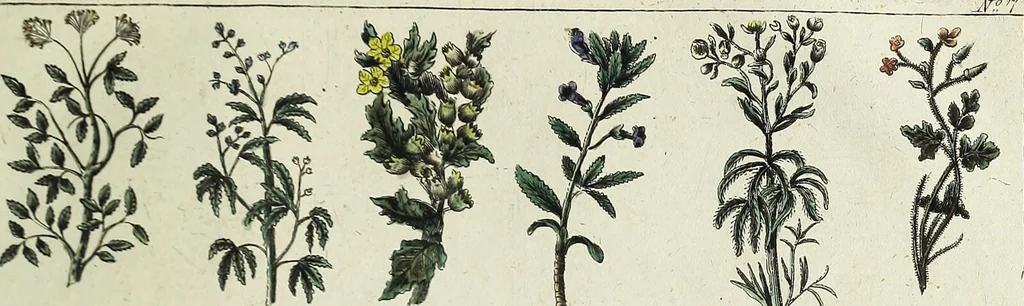 An illustration from English physician; and complete herbal. To which are now first added, upwards of one hundred additional herbs, with a display of their medicinal and occult properties, physically applied to the cure of all disorders incident to mankind ... forming a complete family dispensatory. Illustrated with notes and observations, critical and explanatory / ... By E. Sibly., 1794, leaf 699