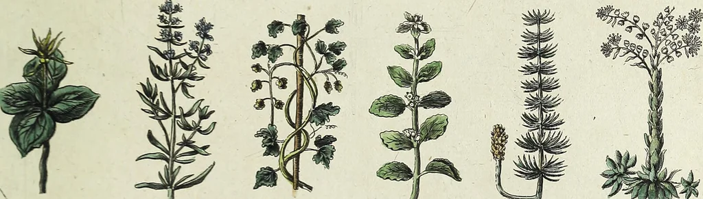 An illustration from English physician; and complete herbal. To which are now first added, upwards of one hundred additional herbs, with a display of their medicinal and occult properties, physically applied to the cure of all disorders incident to mankind ... forming a complete family dispensatory. Illustrated with notes and observations, critical and explanatory / ... By E. Sibly., 1794, leaf 699