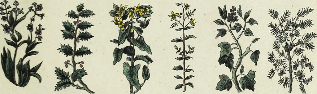 An illustration from English physician; and complete herbal. To which are now first added, upwards of one hundred additional herbs, with a display of their medicinal and occult properties, physically applied to the cure of all disorders incident to mankind ... forming a complete family dispensatory. Illustrated with notes and observations, critical and explanatory / ... By E. Sibly., 1794, leaf 699