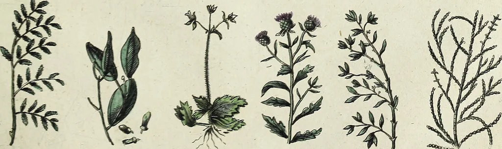 An illustration from English physician; and complete herbal. To which are now first added, upwards of one hundred additional herbs, with a display of their medicinal and occult properties, physically applied to the cure of all disorders incident to mankind ... forming a complete family dispensatory. Illustrated with notes and observations, critical and explanatory / ... By E. Sibly., 1794, leaf 699