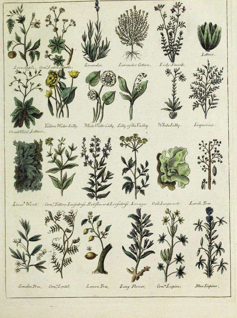 An illustration from English physician; and complete herbal. To which are now first added, upwards of one hundred additional herbs, with a display of their medicinal and occult properties, physically applied to the cure of all disorders incident to mankind ... forming a complete family dispensatory. Illustrated with notes and observations, critical and explanatory / ... By E. Sibly., 1794, leaf 701
