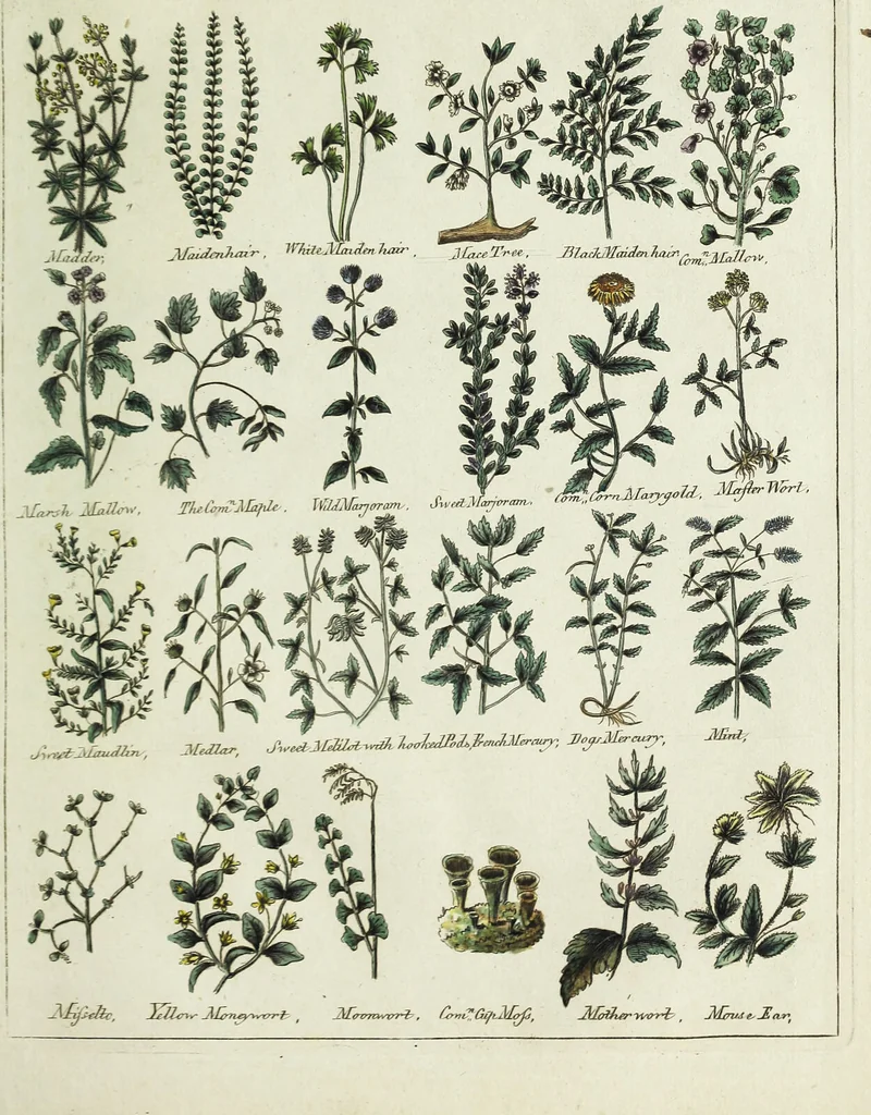 An illustration from English physician; and complete herbal. To which are now first added, upwards of one hundred additional herbs, with a display of their medicinal and occult properties, physically applied to the cure of all disorders incident to mankind ... forming a complete family dispensatory. Illustrated with notes and observations, critical and explanatory / ... By E. Sibly., 1794, leaf 703