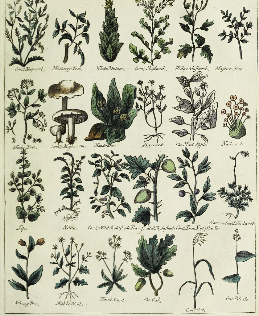 An illustration from English physician; and complete herbal. To which are now first added, upwards of one hundred additional herbs, with a display of their medicinal and occult properties, physically applied to the cure of all disorders incident to mankind ... forming a complete family dispensatory. Illustrated with notes and observations, critical and explanatory / ... By E. Sibly., 1794, leaf 705