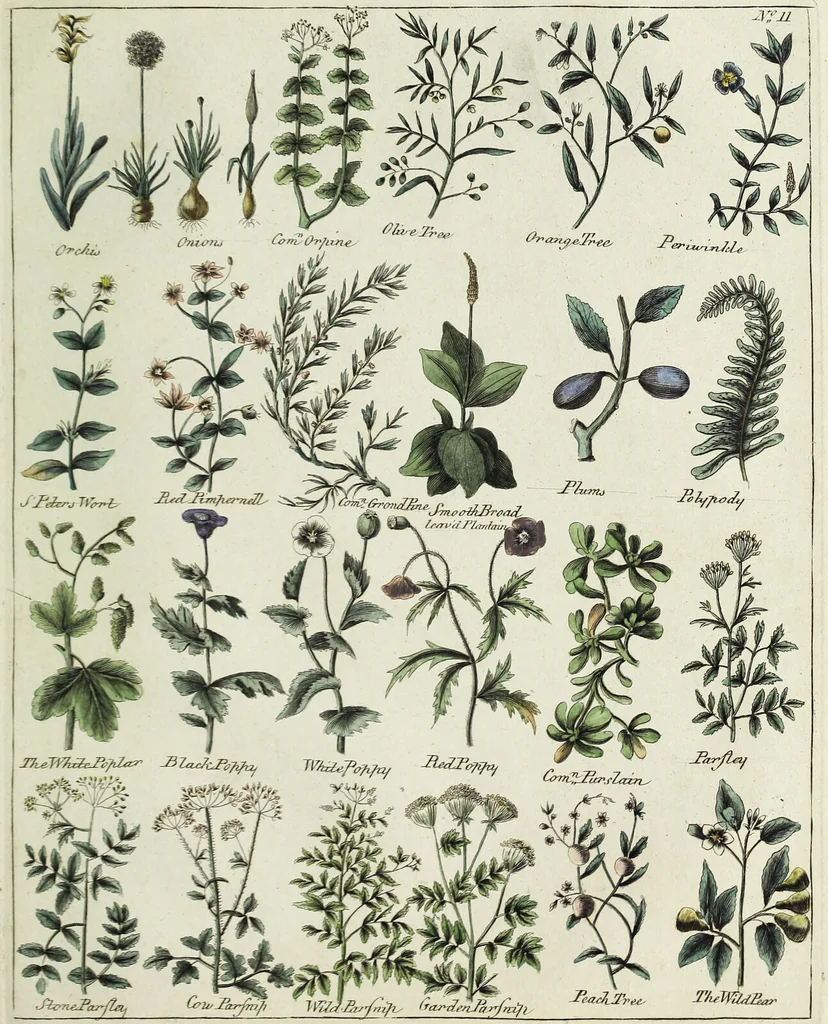 An illustration from English physician; and complete herbal. To which are now first added, upwards of one hundred additional herbs, with a display of their medicinal and occult properties, physically applied to the cure of all disorders incident to mankind ... forming a complete family dispensatory. Illustrated with notes and observations, critical and explanatory / ... By E. Sibly., 1794, leaf 707