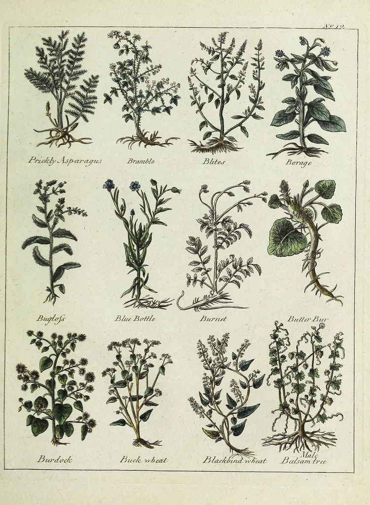 An illustration from English physician; and complete herbal. To which are now first added, upwards of one hundred additional herbs, with a display of their medicinal and occult properties, physically applied to the cure of all disorders incident to mankind ... forming a complete family dispensatory. Illustrated with notes and observations, critical and explanatory / ... By E. Sibly., 1794, leaf 709