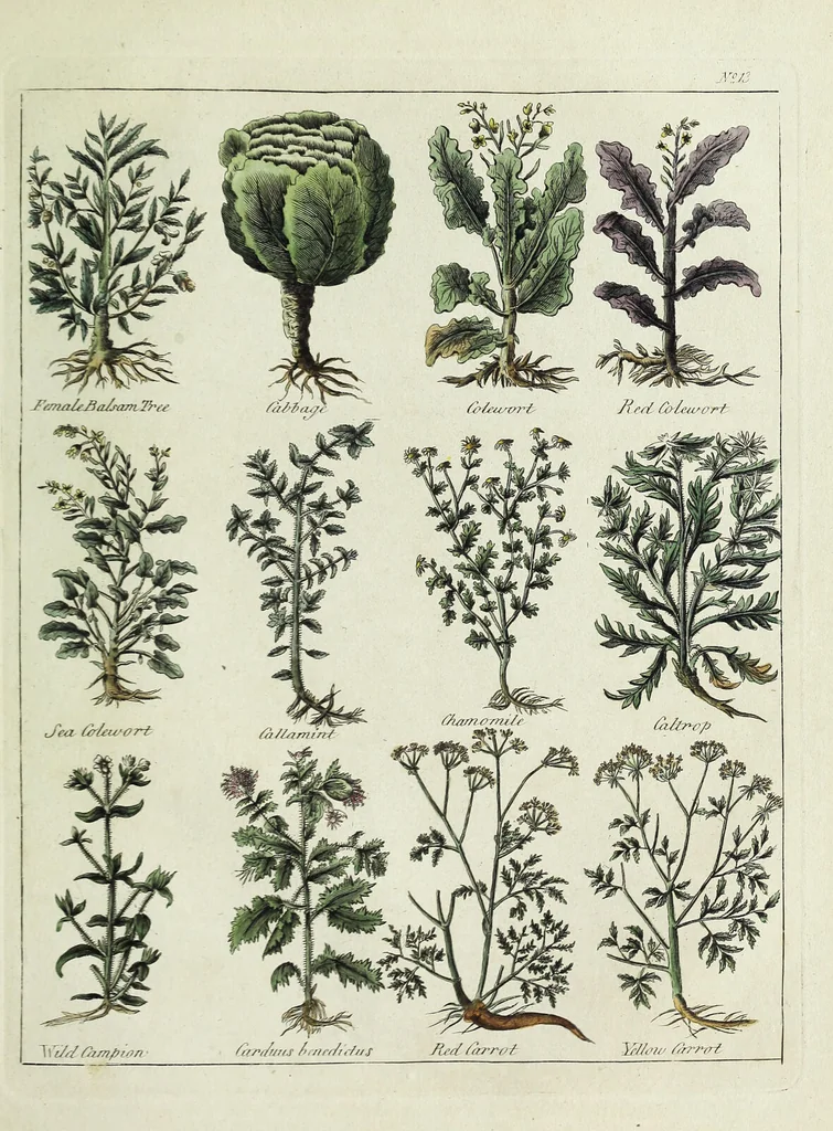 An illustration from English physician; and complete herbal. To which are now first added, upwards of one hundred additional herbs, with a display of their medicinal and occult properties, physically applied to the cure of all disorders incident to mankind ... forming a complete family dispensatory. Illustrated with notes and observations, critical and explanatory / ... By E. Sibly., 1794, leaf 711