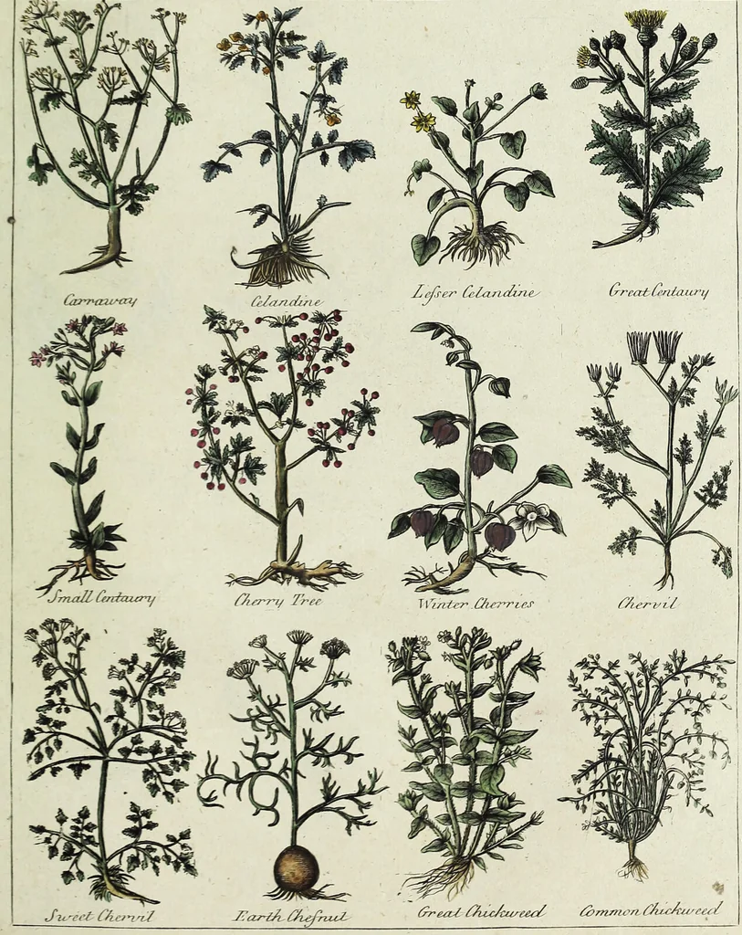 An illustration from English physician; and complete herbal. To which are now first added, upwards of one hundred additional herbs, with a display of their medicinal and occult properties, physically applied to the cure of all disorders incident to mankind ... forming a complete family dispensatory. Illustrated with notes and observations, critical and explanatory / ... By E. Sibly., 1794, leaf 713