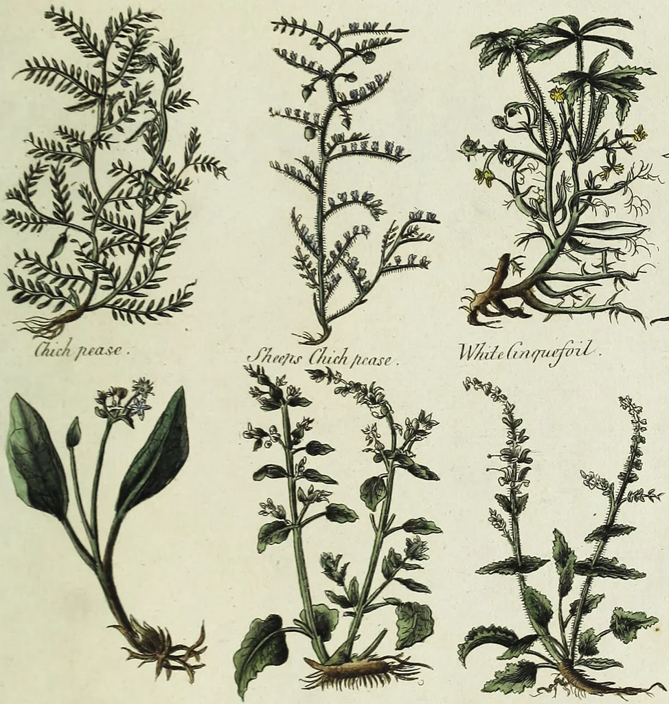 An illustration from English physician; and complete herbal. To which are now first added, upwards of one hundred additional herbs, with a display of their medicinal and occult properties, physically applied to the cure of all disorders incident to mankind ... forming a complete family dispensatory. Illustrated with notes and observations, critical and explanatory / ... By E. Sibly., 1794, leaf 715