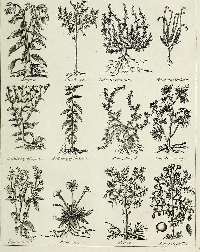 An illustration from English physician; and complete herbal. To which are now first added, upwards of one hundred additional herbs, with a display of their medicinal and occult properties, physically applied to the cure of all disorders incident to mankind ... forming a complete family dispensatory. Illustrated with notes and observations, critical and explanatory / ... By E. Sibly., 1794, leaf 717