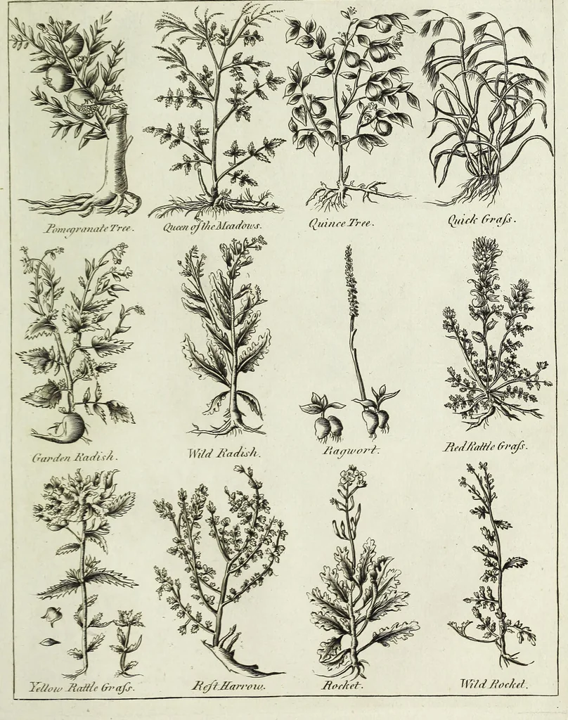 An illustration from English physician; and complete herbal. To which are now first added, upwards of one hundred additional herbs, with a display of their medicinal and occult properties, physically applied to the cure of all disorders incident to mankind ... forming a complete family dispensatory. Illustrated with notes and observations, critical and explanatory / ... By E. Sibly., 1794, leaf 719