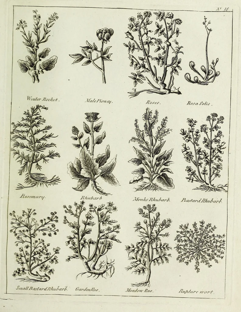An illustration from English physician; and complete herbal. To which are now first added, upwards of one hundred additional herbs, with a display of their medicinal and occult properties, physically applied to the cure of all disorders incident to mankind ... forming a complete family dispensatory. Illustrated with notes and observations, critical and explanatory / ... By E. Sibly., 1794, leaf 721