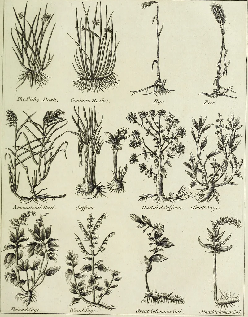 An illustration from English physician; and complete herbal. To which are now first added, upwards of one hundred additional herbs, with a display of their medicinal and occult properties, physically applied to the cure of all disorders incident to mankind ... forming a complete family dispensatory. Illustrated with notes and observations, critical and explanatory / ... By E. Sibly., 1794, leaf 723