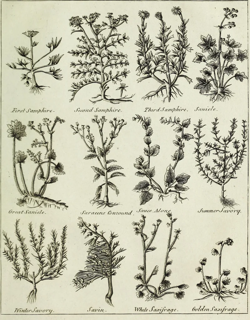 An illustration from English physician; and complete herbal. To which are now first added, upwards of one hundred additional herbs, with a display of their medicinal and occult properties, physically applied to the cure of all disorders incident to mankind ... forming a complete family dispensatory. Illustrated with notes and observations, critical and explanatory / ... By E. Sibly., 1794, leaf 725
