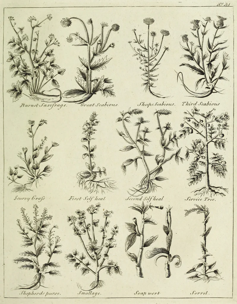 An illustration from English physician; and complete herbal. To which are now first added, upwards of one hundred additional herbs, with a display of their medicinal and occult properties, physically applied to the cure of all disorders incident to mankind ... forming a complete family dispensatory. Illustrated with notes and observations, critical and explanatory / ... By E. Sibly., 1794, leaf 727