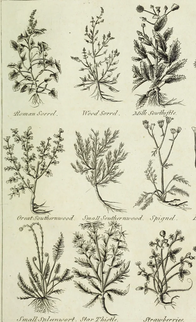 An illustration from English physician; and complete herbal. To which are now first added, upwards of one hundred additional herbs, with a display of their medicinal and occult properties, physically applied to the cure of all disorders incident to mankind ... forming a complete family dispensatory. Illustrated with notes and observations, critical and explanatory / ... By E. Sibly., 1794, leaf 729