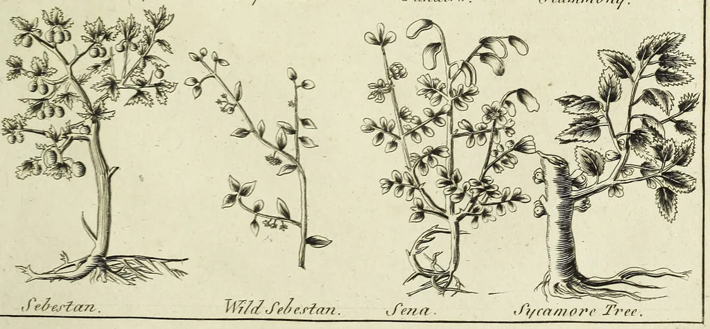 An illustration from English physician; and complete herbal. To which are now first added, upwards of one hundred additional herbs, with a display of their medicinal and occult properties, physically applied to the cure of all disorders incident to mankind ... forming a complete family dispensatory. Illustrated with notes and observations, critical and explanatory / ... By E. Sibly., 1794, leaf 731