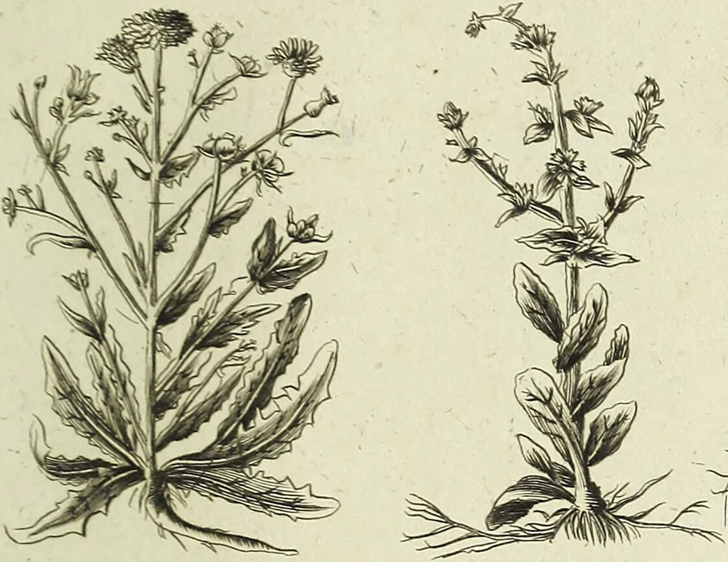 An illustration from English physician; and complete herbal. To which are now first added, upwards of one hundred additional herbs, with a display of their medicinal and occult properties, physically applied to the cure of all disorders incident to mankind ... forming a complete family dispensatory. Illustrated with notes and observations, critical and explanatory / ... By E. Sibly., 1794, leaf 731
