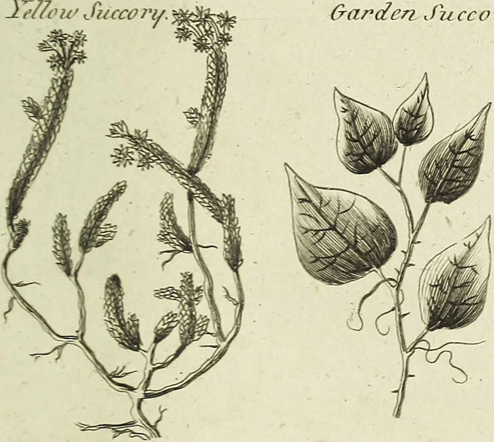 An illustration from English physician; and complete herbal. To which are now first added, upwards of one hundred additional herbs, with a display of their medicinal and occult properties, physically applied to the cure of all disorders incident to mankind ... forming a complete family dispensatory. Illustrated with notes and observations, critical and explanatory / ... By E. Sibly., 1794, leaf 731