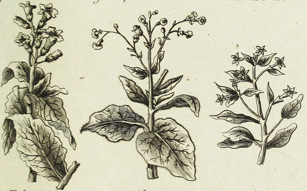 An illustration from English physician; and complete herbal. To which are now first added, upwards of one hundred additional herbs, with a display of their medicinal and occult properties, physically applied to the cure of all disorders incident to mankind ... forming a complete family dispensatory. Illustrated with notes and observations, critical and explanatory / ... By E. Sibly., 1794, leaf 733