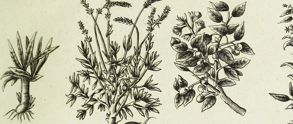 An illustration from English physician; and complete herbal. To which are now first added, upwards of one hundred additional herbs, with a display of their medicinal and occult properties, physically applied to the cure of all disorders incident to mankind ... forming a complete family dispensatory. Illustrated with notes and observations, critical and explanatory / ... By E. Sibly., 1794, leaf 733