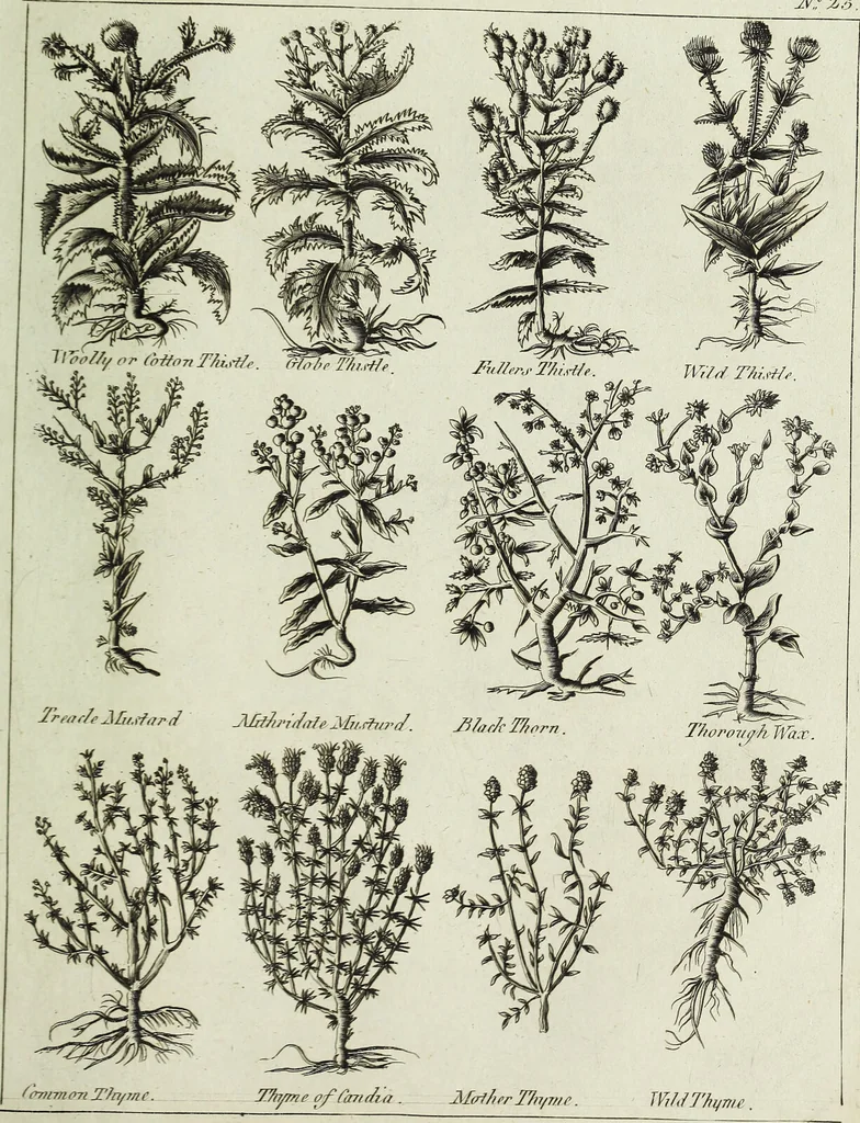 An illustration from English physician; and complete herbal. To which are now first added, upwards of one hundred additional herbs, with a display of their medicinal and occult properties, physically applied to the cure of all disorders incident to mankind ... forming a complete family dispensatory. Illustrated with notes and observations, critical and explanatory / ... By E. Sibly., 1794, leaf 735