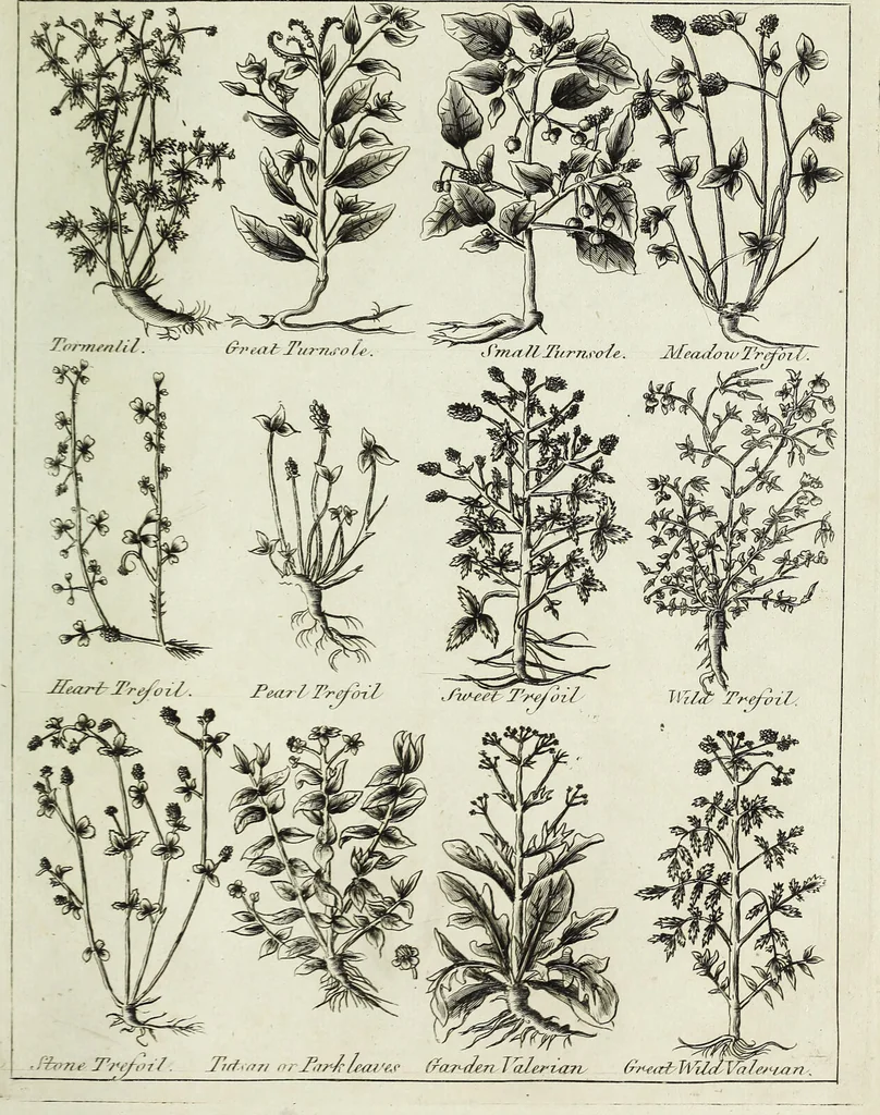 An illustration from English physician; and complete herbal. To which are now first added, upwards of one hundred additional herbs, with a display of their medicinal and occult properties, physically applied to the cure of all disorders incident to mankind ... forming a complete family dispensatory. Illustrated with notes and observations, critical and explanatory / ... By E. Sibly., 1794, leaf 737