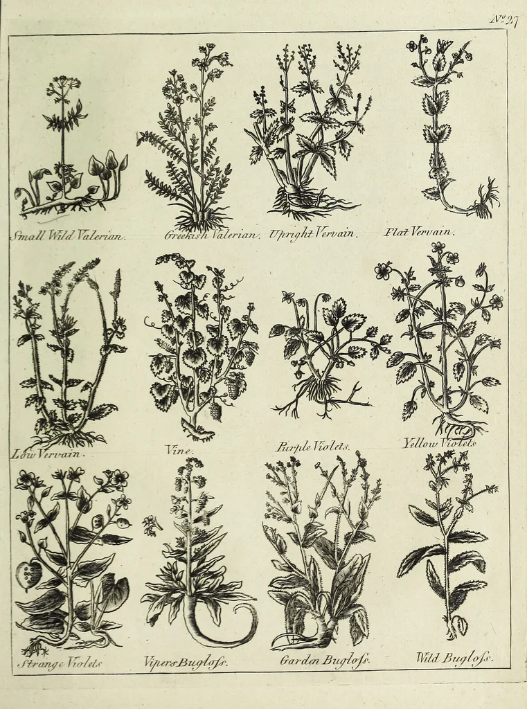An illustration from English physician; and complete herbal. To which are now first added, upwards of one hundred additional herbs, with a display of their medicinal and occult properties, physically applied to the cure of all disorders incident to mankind ... forming a complete family dispensatory. Illustrated with notes and observations, critical and explanatory / ... By E. Sibly., 1794, leaf 739