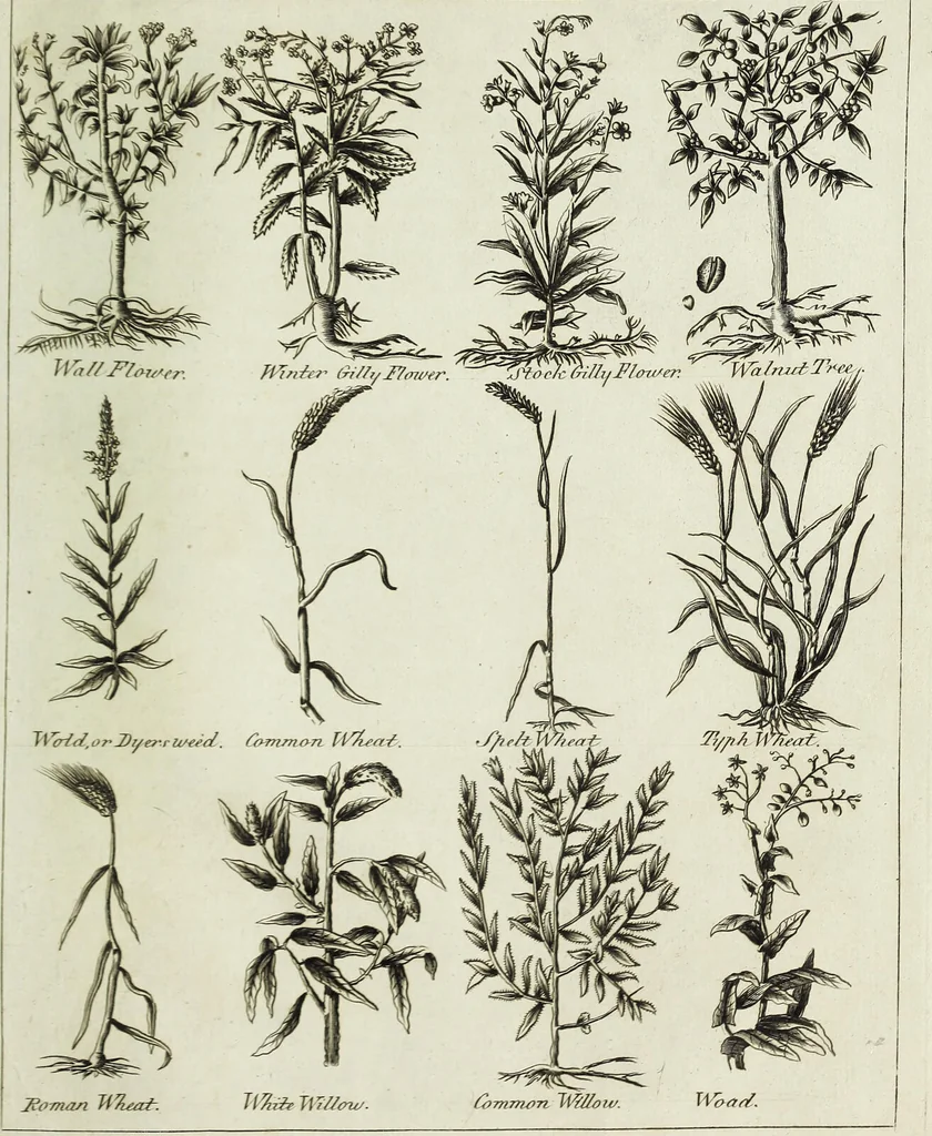 An illustration from English physician; and complete herbal. To which are now first added, upwards of one hundred additional herbs, with a display of their medicinal and occult properties, physically applied to the cure of all disorders incident to mankind ... forming a complete family dispensatory. Illustrated with notes and observations, critical and explanatory / ... By E. Sibly., 1794, leaf 741
