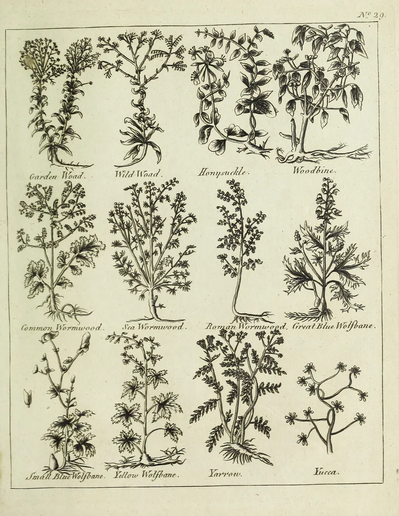 An illustration from English physician; and complete herbal. To which are now first added, upwards of one hundred additional herbs, with a display of their medicinal and occult properties, physically applied to the cure of all disorders incident to mankind ... forming a complete family dispensatory. Illustrated with notes and observations, critical and explanatory / ... By E. Sibly., 1794, leaf 743