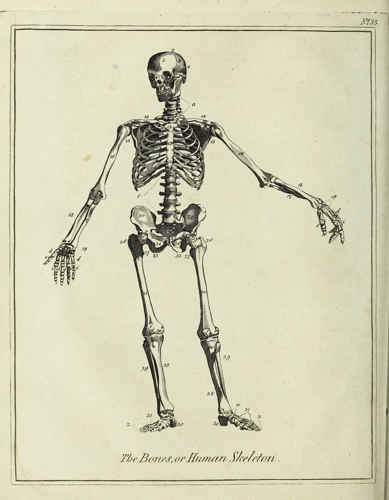 An illustration from English physician; and complete herbal. To which are now first added, upwards of one hundred additional herbs, with a display of their medicinal and occult properties, physically applied to the cure of all disorders incident to mankind ... forming a complete family dispensatory. Illustrated with notes and observations, critical and explanatory / ... By E. Sibly., 1794, leaf 92