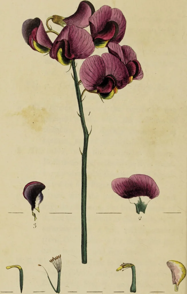 An illustration from Thirty-eight plates with explanations; intended to illustrate Linnaeus's System of vegetables, and particularly adapted to the Letters on the elements of botany [J.J. Rousseau] / By Thomas Martyn., 1799, leaf 102