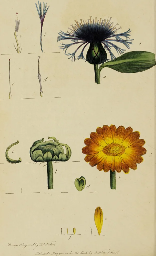 An illustration from Thirty-eight plates with explanations; intended to illustrate Linnaeus's System of vegetables, and particularly adapted to the Letters on the elements of botany [J.J. Rousseau] / By Thomas Martyn., 1799, leaf 118