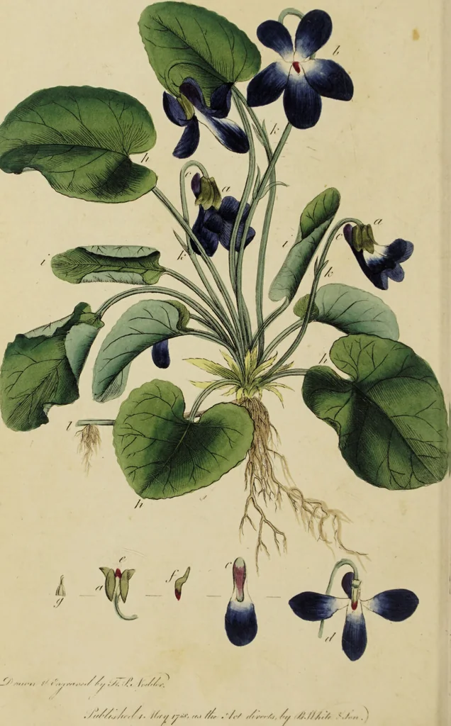 An illustration from Thirty-eight plates with explanations; intended to illustrate Linnaeus's System of vegetables, and particularly adapted to the Letters on the elements of botany [J.J. Rousseau] / By Thomas Martyn., 1799, leaf 126