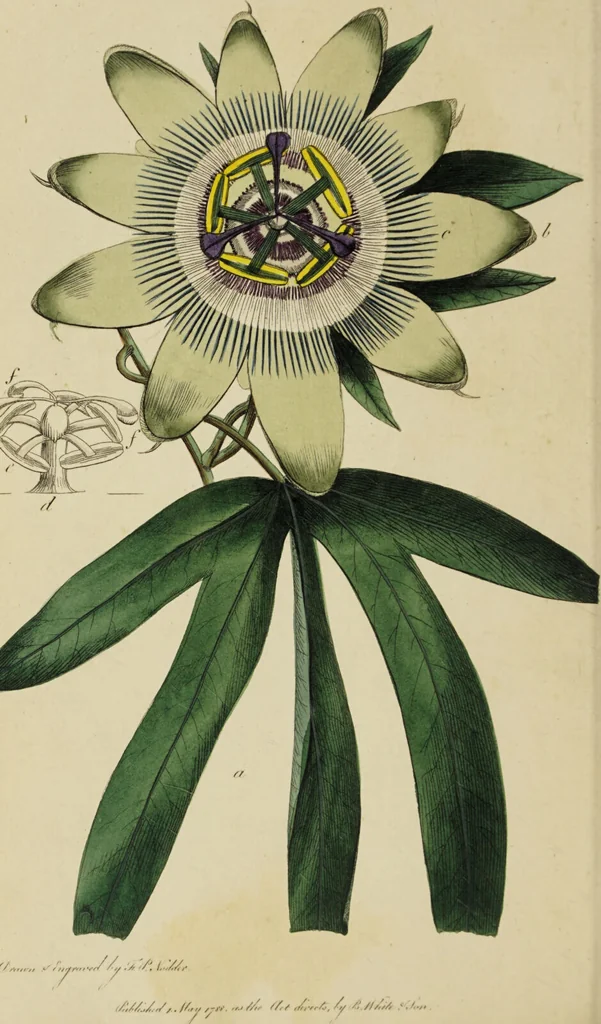 An illustration from Thirty-eight plates with explanations; intended to illustrate Linnaeus's System of vegetables, and particularly adapted to the Letters on the elements of botany [J.J. Rousseau] / By Thomas Martyn., 1799, leaf 130