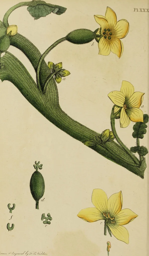 An illustration from Thirty-eight plates with explanations; intended to illustrate Linnaeus's System of vegetables, and particularly adapted to the Letters on the elements of botany [J.J. Rousseau] / By Thomas Martyn., 1799, leaf 134