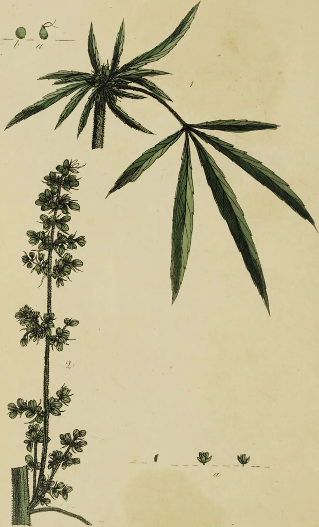 An illustration from Thirty-eight plates with explanations; intended to illustrate Linnaeus's System of vegetables, and particularly adapted to the Letters on the elements of botany [J.J. Rousseau] / By Thomas Martyn., 1799, leaf 138