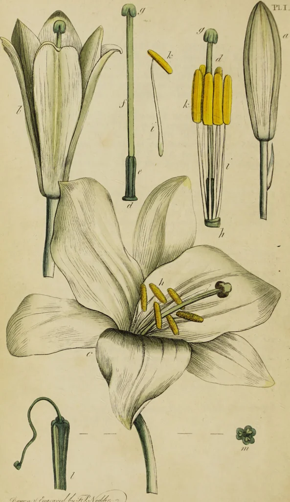 An illustration from Thirty-eight plates with explanations; intended to illustrate Linnaeus's System of vegetables, and particularly adapted to the Letters on the elements of botany [J.J. Rousseau] / By Thomas Martyn., 1799, leaf 14