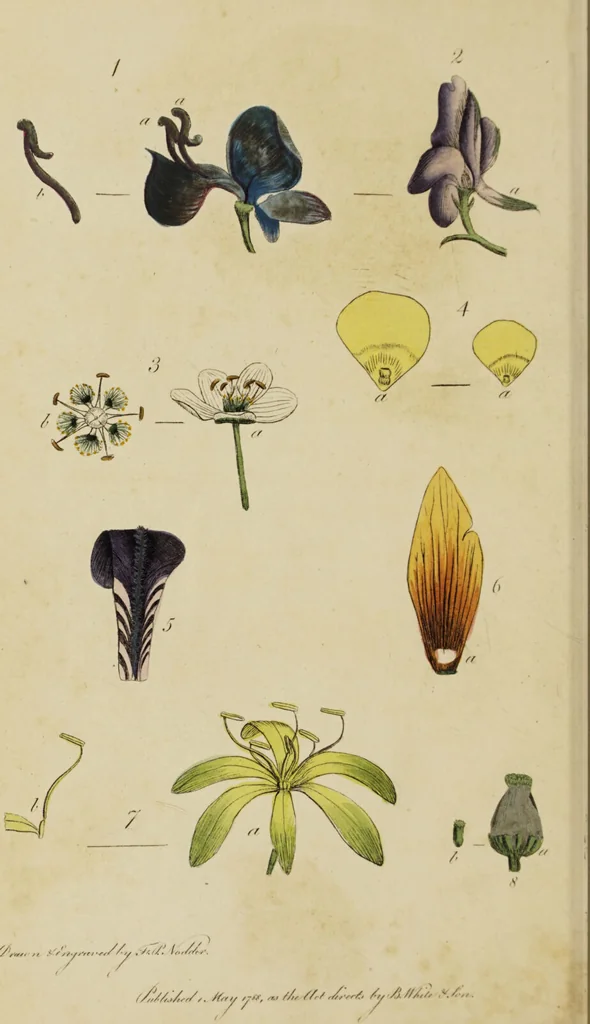 An illustration from Thirty-eight plates with explanations; intended to illustrate Linnaeus's System of vegetables, and particularly adapted to the Letters on the elements of botany [J.J. Rousseau] / By Thomas Martyn., 1799, leaf 146